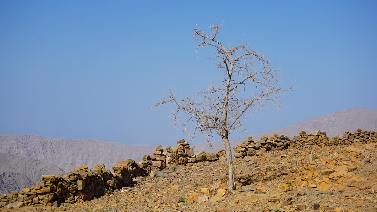 A lone and dry tree along Wadi Al Far Hiking Trail