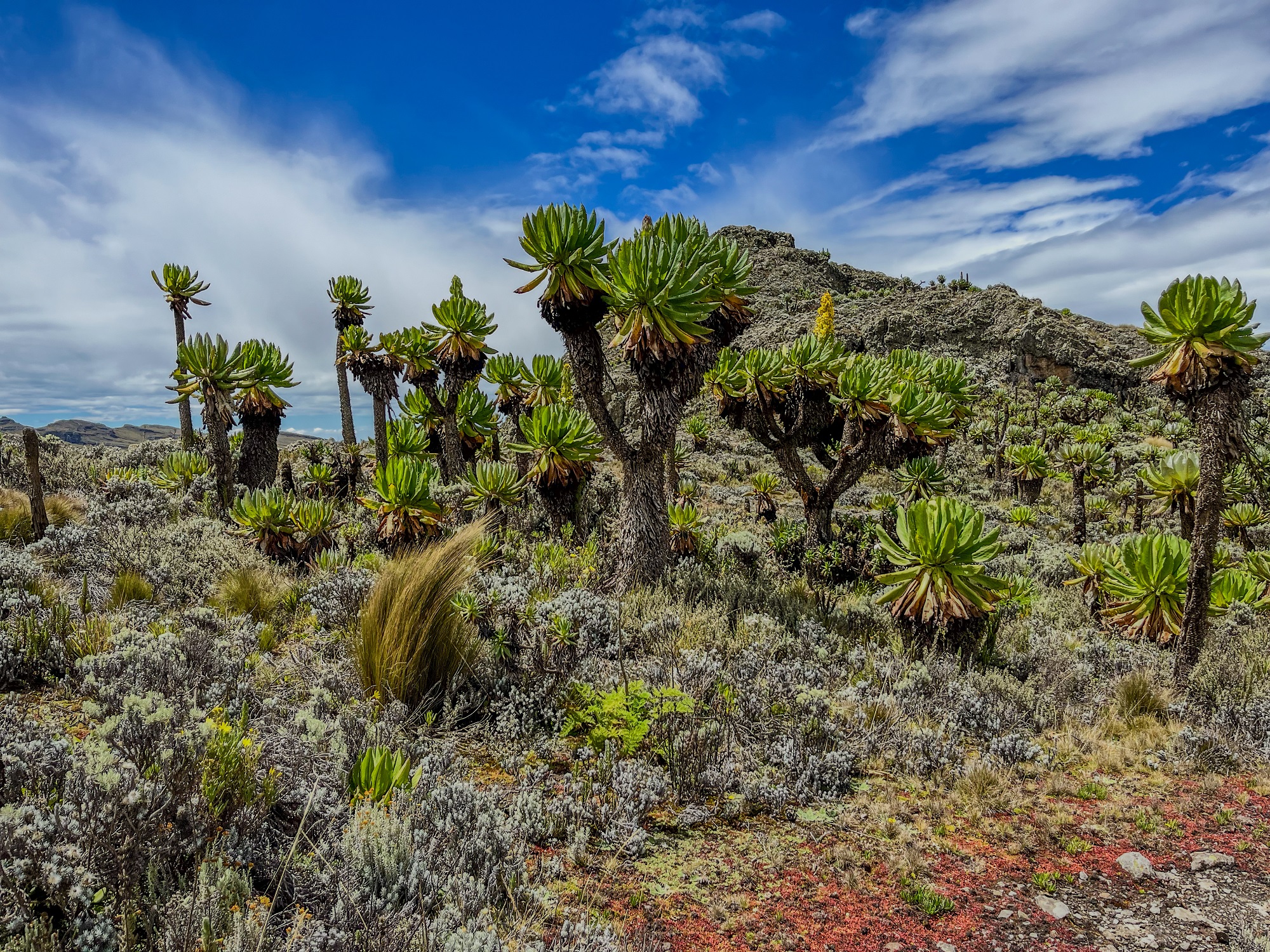 Giant Groundsels in Mount Elgon in Uganda